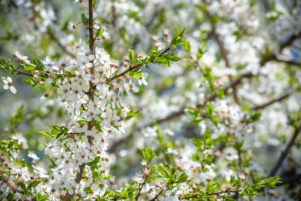 Flowers of the cherry blossoms on a spring day — Stock Photo, Image