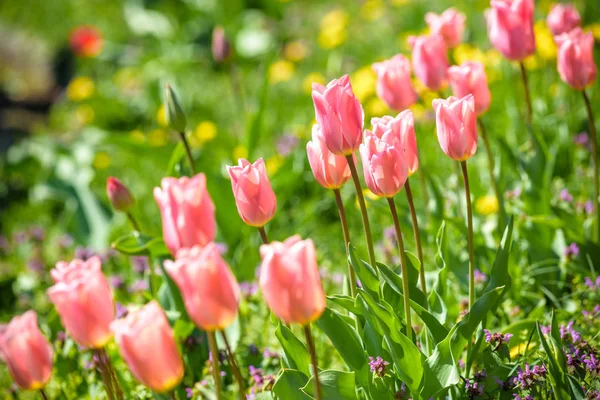 Field with pink tulips in early morning spring sunlight — Stock Photo, Image