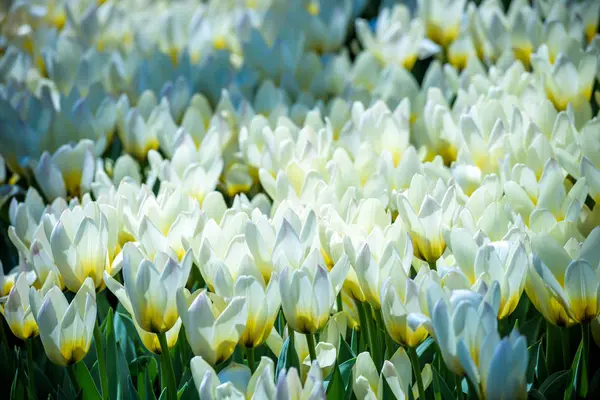 Beautiful white tulips flowerbed closeup. Flower background. Summer garden landscape design — Stock Photo, Image