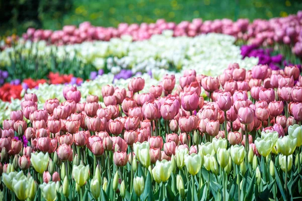 Lots of tulips in different colors in a botanical garden — Stock Photo, Image