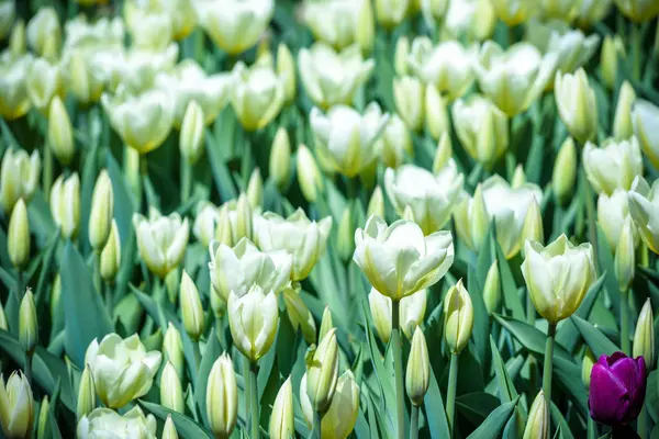 Beautiful white tulips flowerbed closeup. Flower background. Summer garden landscape design — Stock Photo, Image