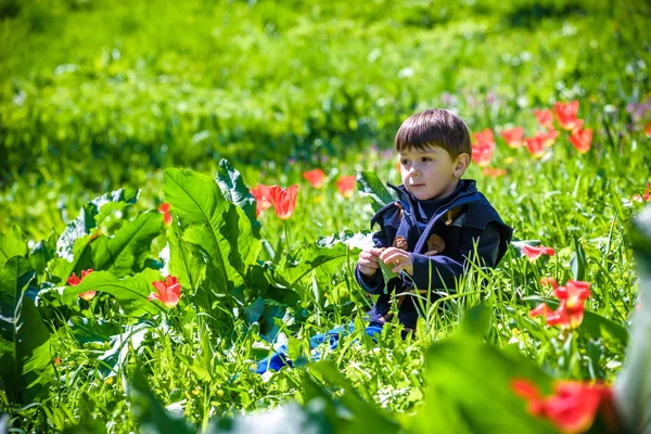 Chico lindo entre el campo de tulipanes púrpura — Foto de Stock