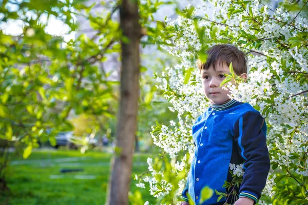 Adorable retrato de niño en floreciente jardín de cerezos, caminando al aire libre. niño explorando flores en el árbol de flores — Foto de Stock