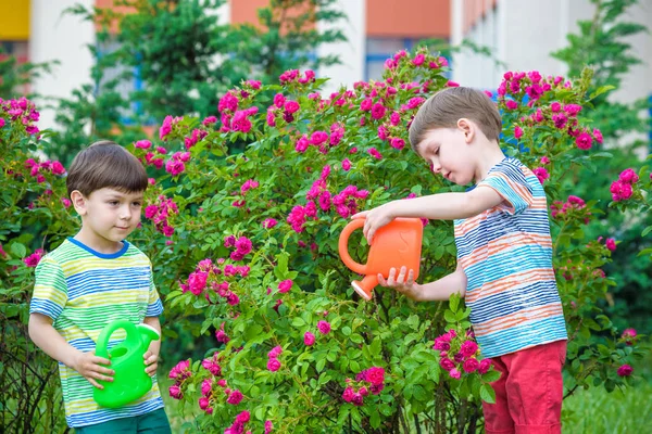 Dos niños regando rosas con lata en el jardín. Familia, jardín, jardinería, estilo de vida —  Fotos de Stock