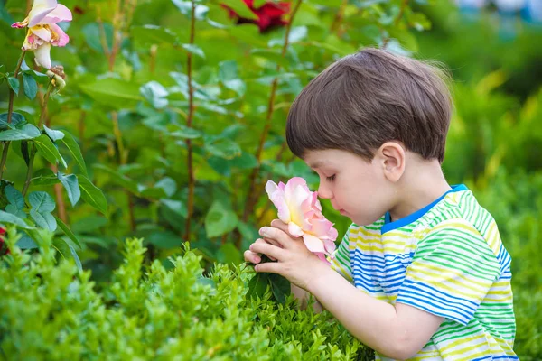 Портрет хлопчика, який посміхається і пахне трояндою . — стокове фото
