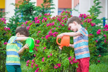 İki küçük gül bahçesinde olan sulama çocuklar çocuk. Aile, Bahçe Bahçe, yaşam tarzı,