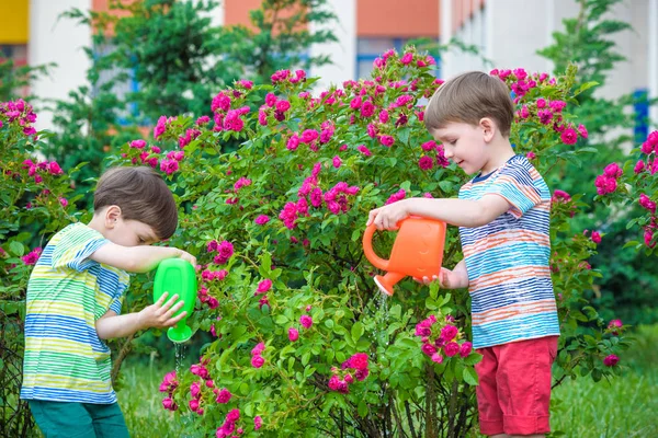 Dos niños regando rosas con lata en el jardín. Familia, jardín, jardinería, estilo de vida —  Fotos de Stock