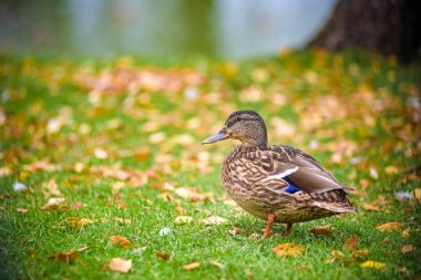 Ördek çim yakınındaki nehrin kıyısında duruyor.
