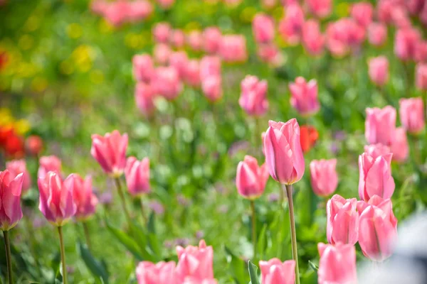 Field with pink tulips in early morning spring sunlight — Stock Photo, Image