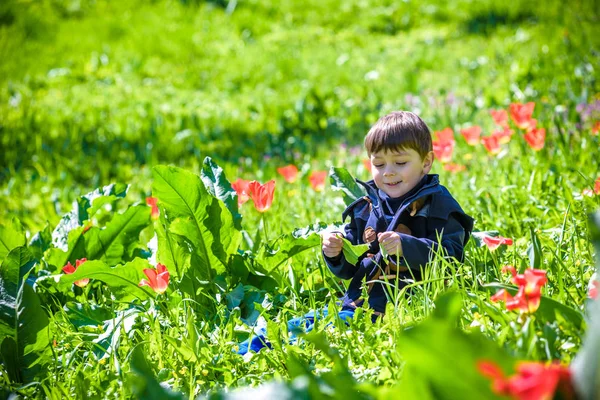 Chico lindo entre el campo de tulipanes púrpura — Foto de Stock