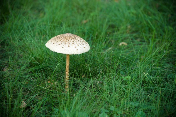 Большой белый гриб светится в одиночестве на зеленой траве в парке тропической зоны с фотографическим пространством — стоковое фото