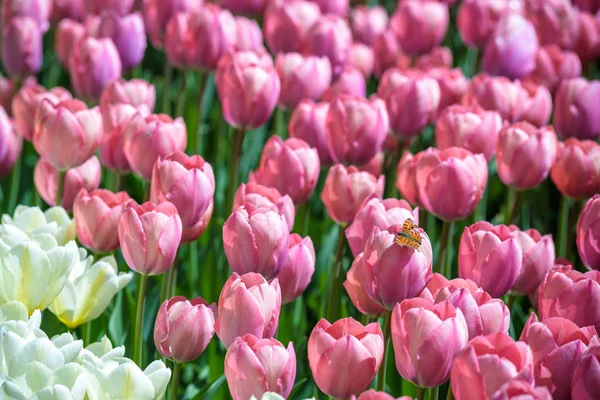 Field with pink tulips in early morning spring sunlight — Stock Photo, Image