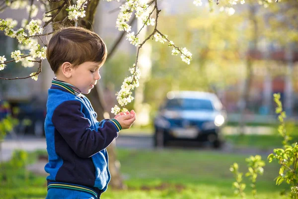 Adorable retrato de niño en floreciente jardín de cerezos, caminando al aire libre. niño explorando flores en el árbol de flores —  Fotos de Stock