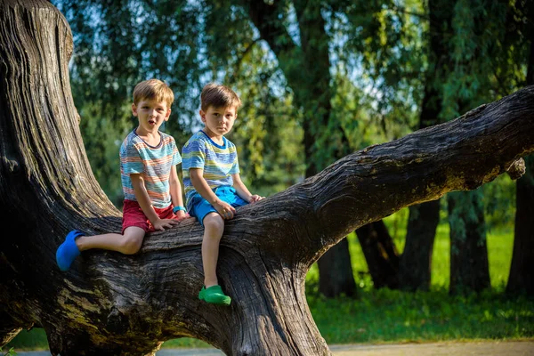 Δύο Αγόρια Κάθονται Ένα Αρχείο Καταγραφής Παιδί Που Περπατά Στο — Φωτογραφία Αρχείου