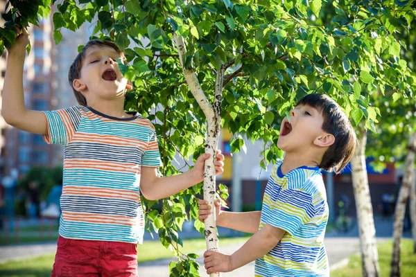 Deux Garçons Jouent Près Bourgeons Bouleau Enfants Une Allergie Arbre — Photo