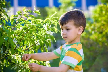 Çiçek açan bahar ağacının dalları arasında küçük bir çocuğun portresi. Çocuk açık havada aktif oyunlar oynuyor.