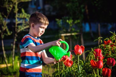 Küçük çocuk güzel bir bahar gününde çiçek tarhında lalelerin yanında yürüyor. Çocuk bahçede elinde su bidonuyla geziyor..
