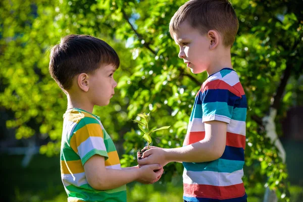 Menschen Kinder Geschwister Bruder Junge Hält Junge Pflanze Den Händen — Stockfoto