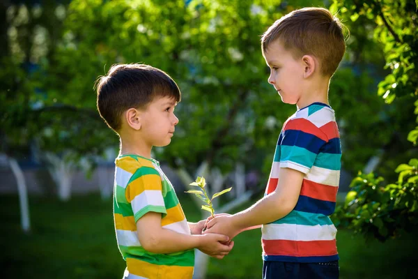 Gente Niños Hermano Hermano Niño Sosteniendo Planta Joven Las Manos —  Fotos de Stock