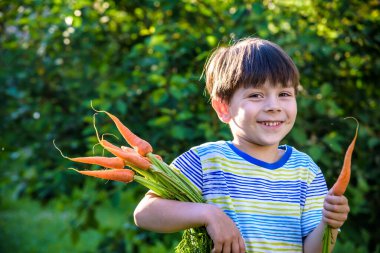 Küçük çocuğun elinde havuç var, parmaklarıyla havuç, sağlıklı gıda konsepti, yüz duyguları pozitif, turuncu tişört, izole edilmiş mavi arka plan, kopyalama alanı..