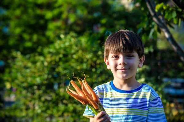Маленький Хлопчик Тримає Руках Свіжу Зібрану Стиглу Моркву Крупним Планом — стокове фото
