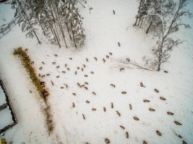 Sibirya geyik muhafaza içinde. Altay. Rusya.