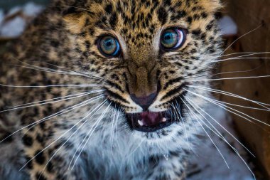 Genç Amur Uzak-Doğu leopar