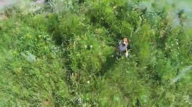 Drone kullanarak köpekle oynamayı. Havadan görünümü