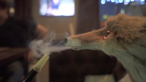 Fox är rökning i baren — Stockvideo