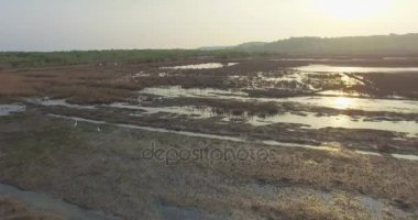 Uçuş üzerinde yükselen balıkçıllar gün batımında