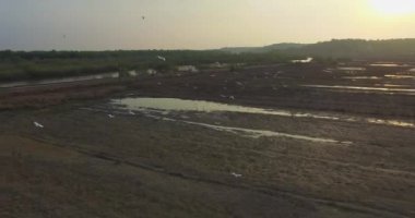 Uçuş üzerinde yükselen balıkçıllar gün batımında