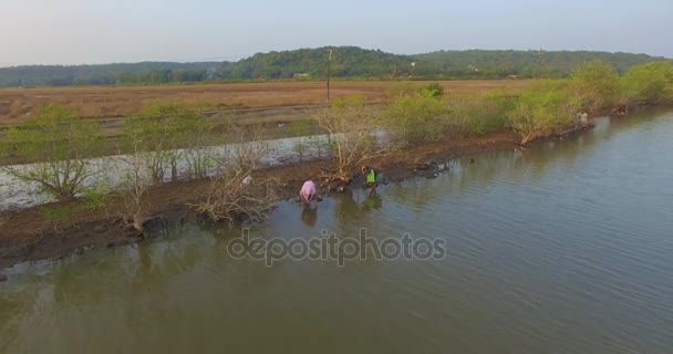 Mujeres indias recogen mejillones en el río cerca de la carretera — Vídeos de Stock