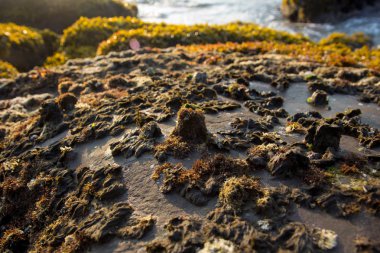 Arambol Hindistan'da kayalık sahilleri tatilinde dalgalar.