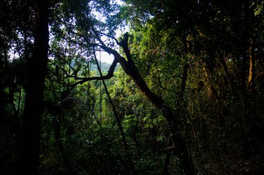 Lake Sveet etrafında yağmur ormanı boyunca yürümek