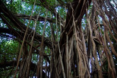 Lake Sveet etrafında yağmur ormanı boyunca yürümek