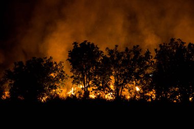 Geceleri orman ateşi yanma, Goa, Hindistan.