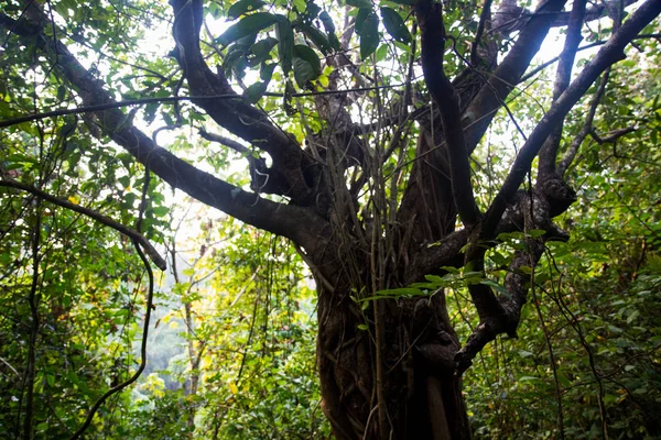 Walk through the rainforest around Lake Sveet — Stock Photo, Image