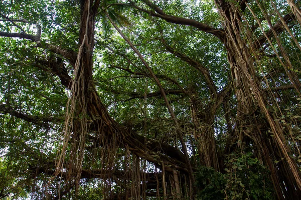 Walk through the rainforest around Lake Sveet — Stock Photo, Image