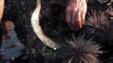 Sahilde deniz kestanesi kadar yaşlı adam kesmek