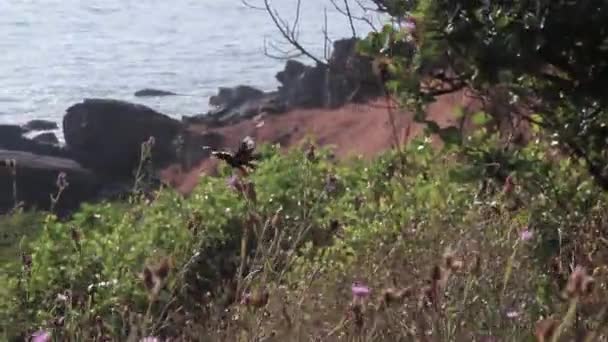 Bateaux sur la plage Arambol, papillon — Video