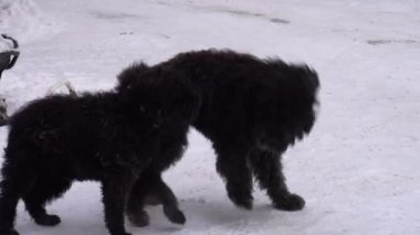 Büyük tüylü köpekler birbirleriyle kışın play