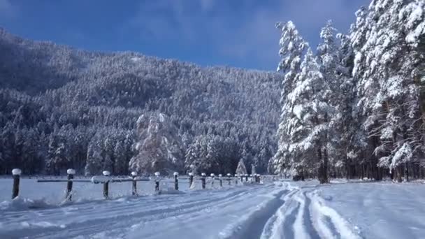 Gräla med bil genom den snötäckta skogen, 4k — Stockvideo