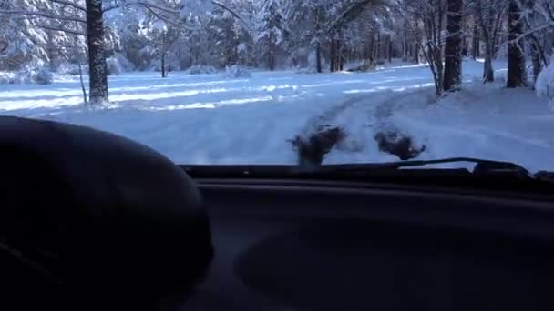 Mit dem Auto durch den verschneiten Wald, 4k — Stockvideo