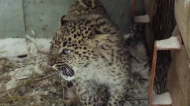 Genç Amur Uzak-Doğu leopar