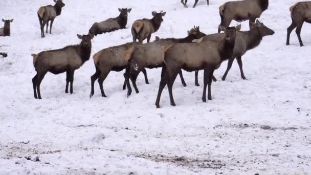 Cerf sibérien dans l'enceinte. Altaï. Russie . — Video