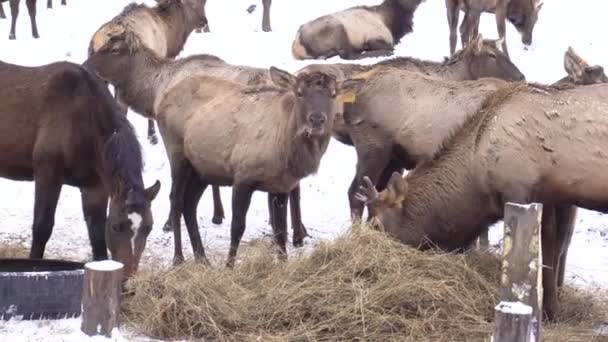 Ciervo siberiano en el recinto. Altai. Rusia . — Vídeo de stock
