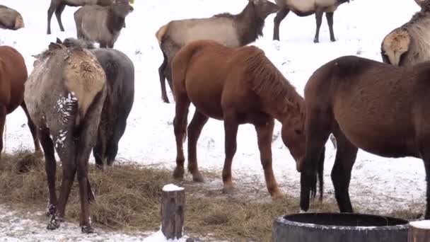 Um veado siberiano no recinto. Altai. Rússia . — Vídeo de Stock