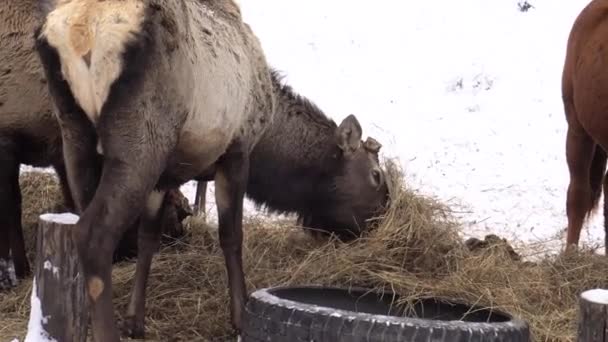 Ciervo siberiano en el recinto. Altai. Rusia . — Vídeos de Stock