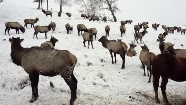 Siberische hert in de behuizing. Altaj. Rusland. — Stockvideo