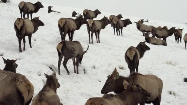 Cerf sibérien dans l'enceinte. Altaï. Russie . — Video